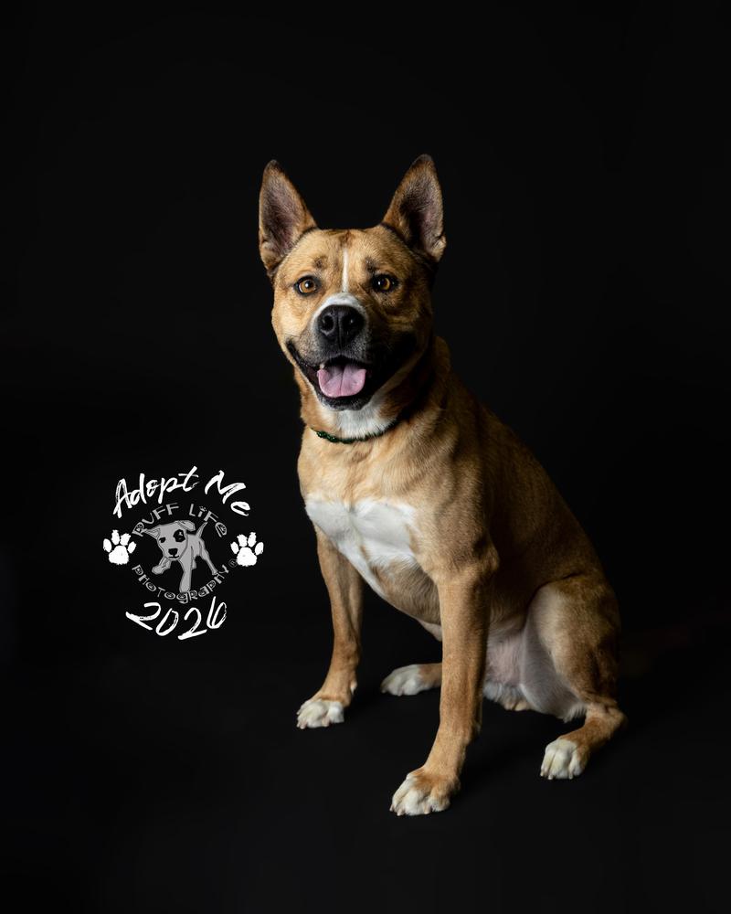 Barney, a Adoptable mixed breed in Clinton Township, MI image 4/6