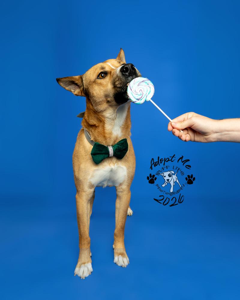 Barney, a Adoptable mixed breed in Clinton Township, MI image 5/6
