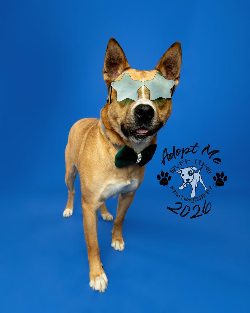 Barney, a Adoptable mixed breed in Clinton Township, MI image 6/6
