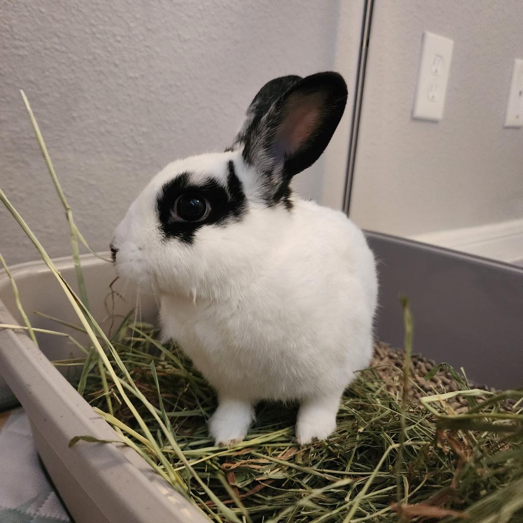 Enlarge Luffy, a Adoptable mixed breed in The Woodlands, TX image 1/6