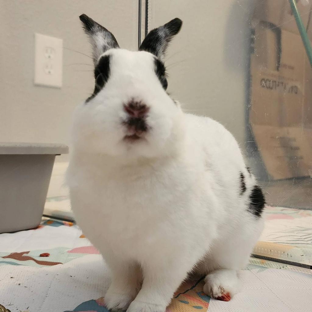 Enlarge Luffy, a Adoptable mixed breed in The Woodlands, TX image 2/6