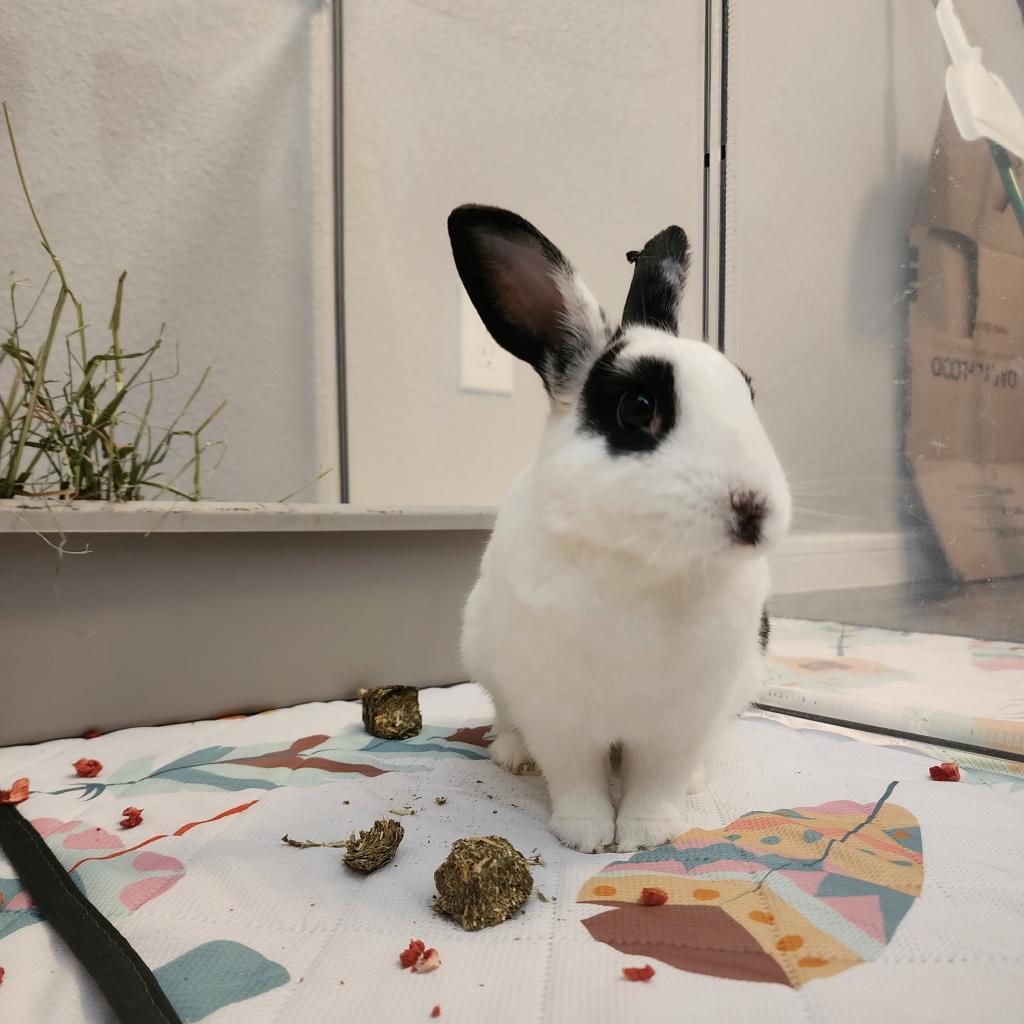 Enlarge Luffy, a Adoptable mixed breed in The Woodlands, TX image 3/6