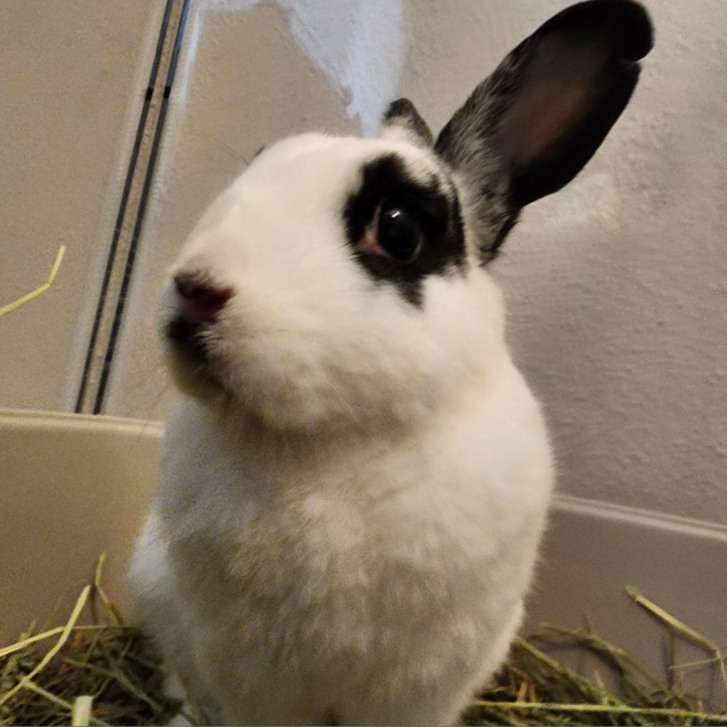 Enlarge Luffy, a Adoptable mixed breed in The Woodlands, TX image 4/6