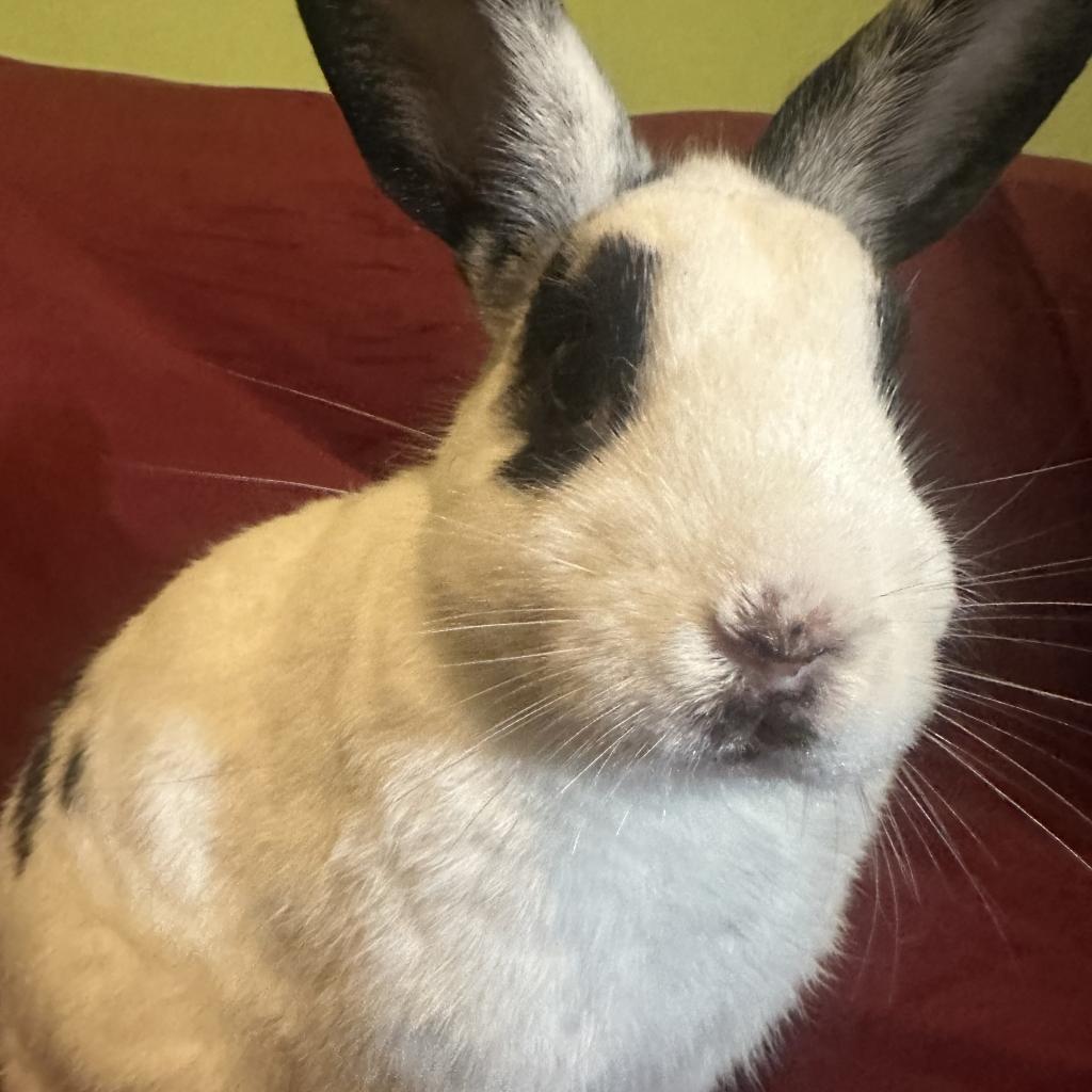 Enlarge Luffy, a Adoptable mixed breed in The Woodlands, TX image 6/6