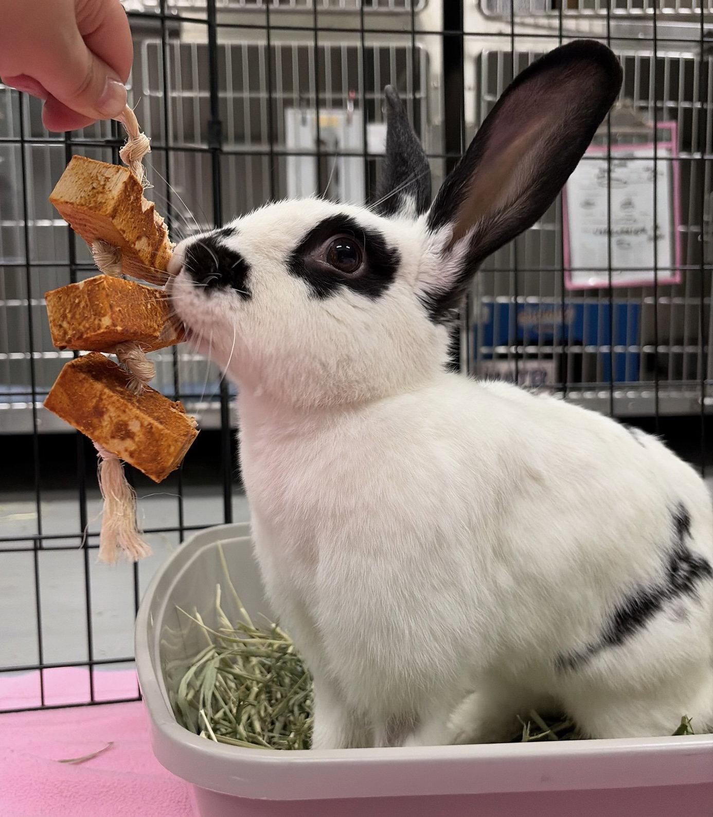 Enlarge Antoine, a Adoptable English Spot in Oakland, CA image 1/2