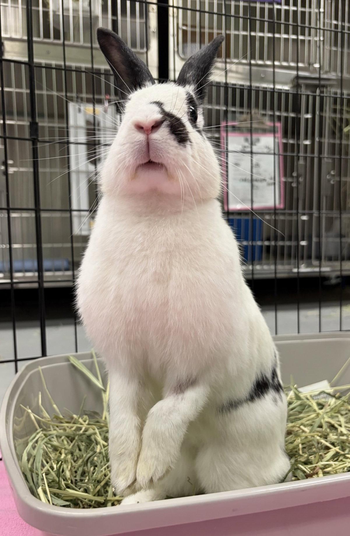 Enlarge Antoine, a Adoptable English Spot in Oakland, CA image 2/2