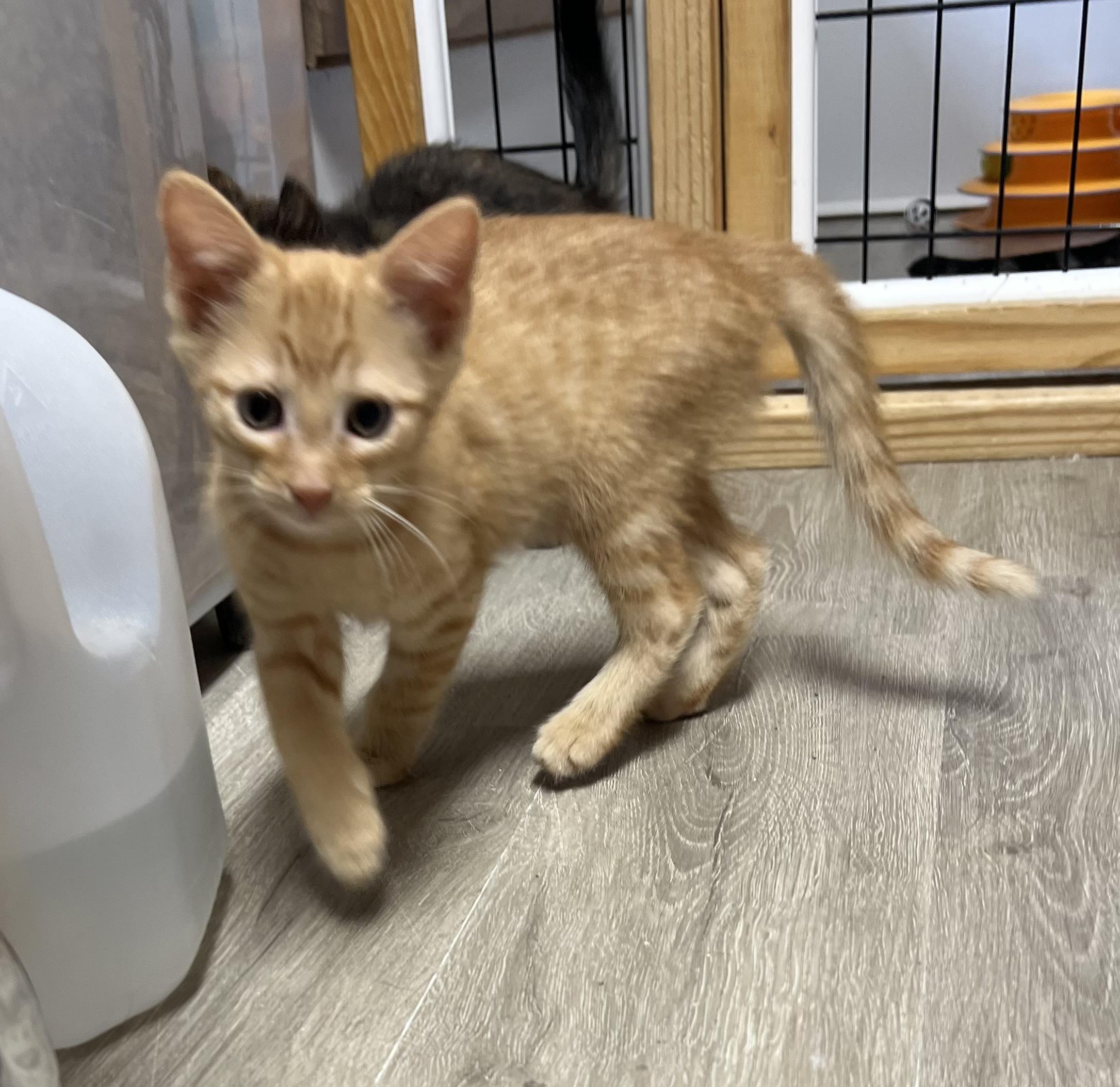 Leo, adopted, Kitten Male Domestic Short Hair.