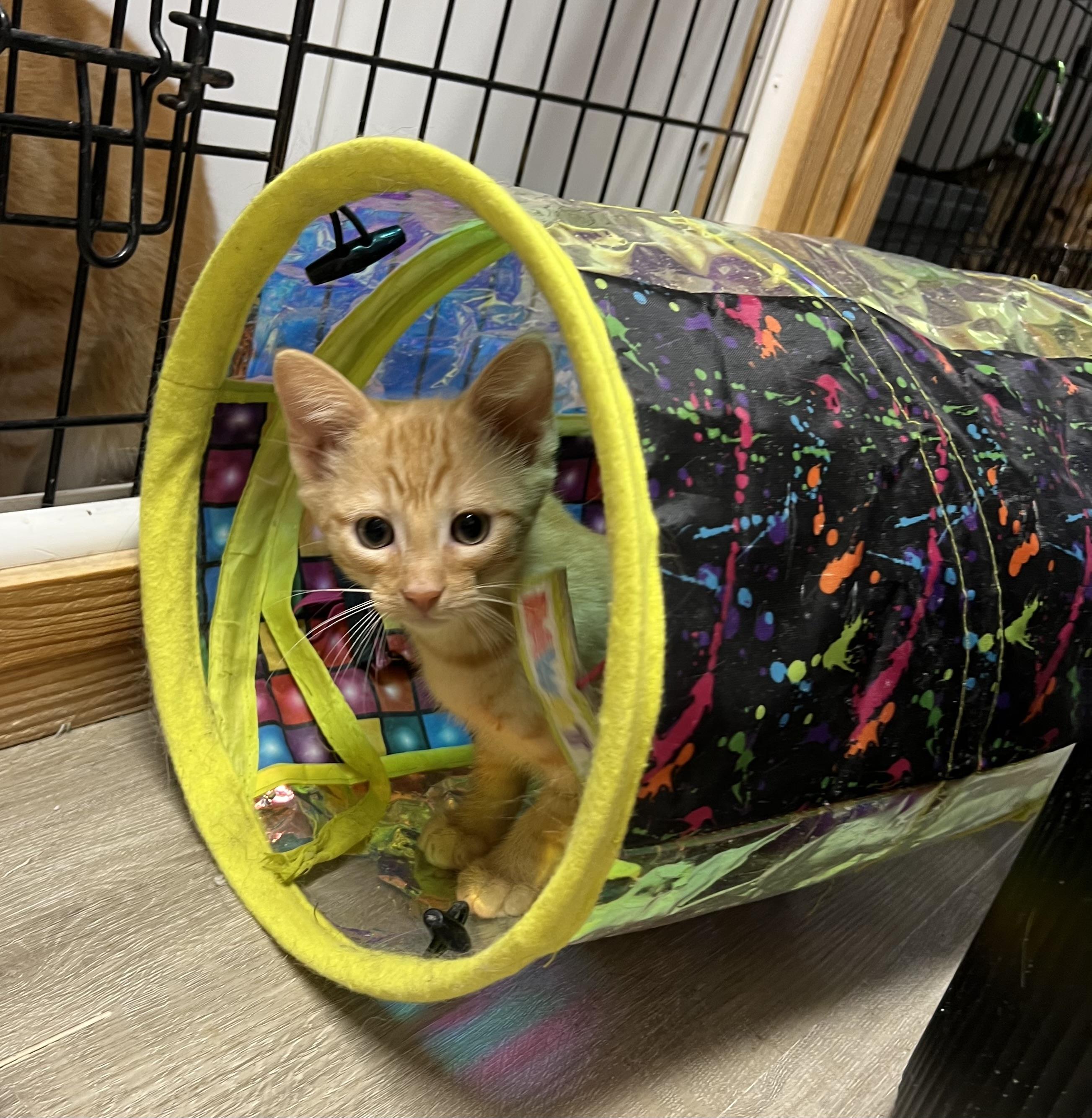Leo, an adopted mixed breed in Knoxville, GA image 3/4