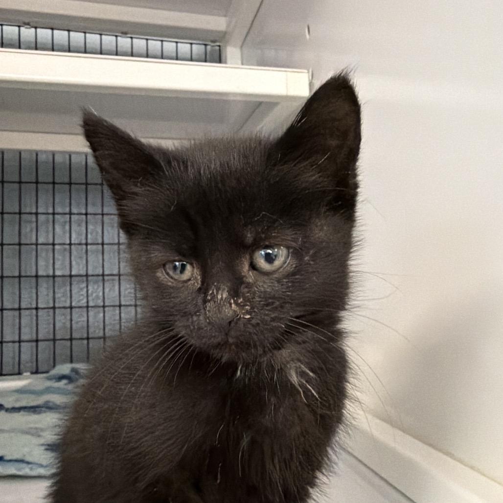 Enlarge Obi, a Adoptable Domestic Short Hair in Ruckersville, VA image 1/1