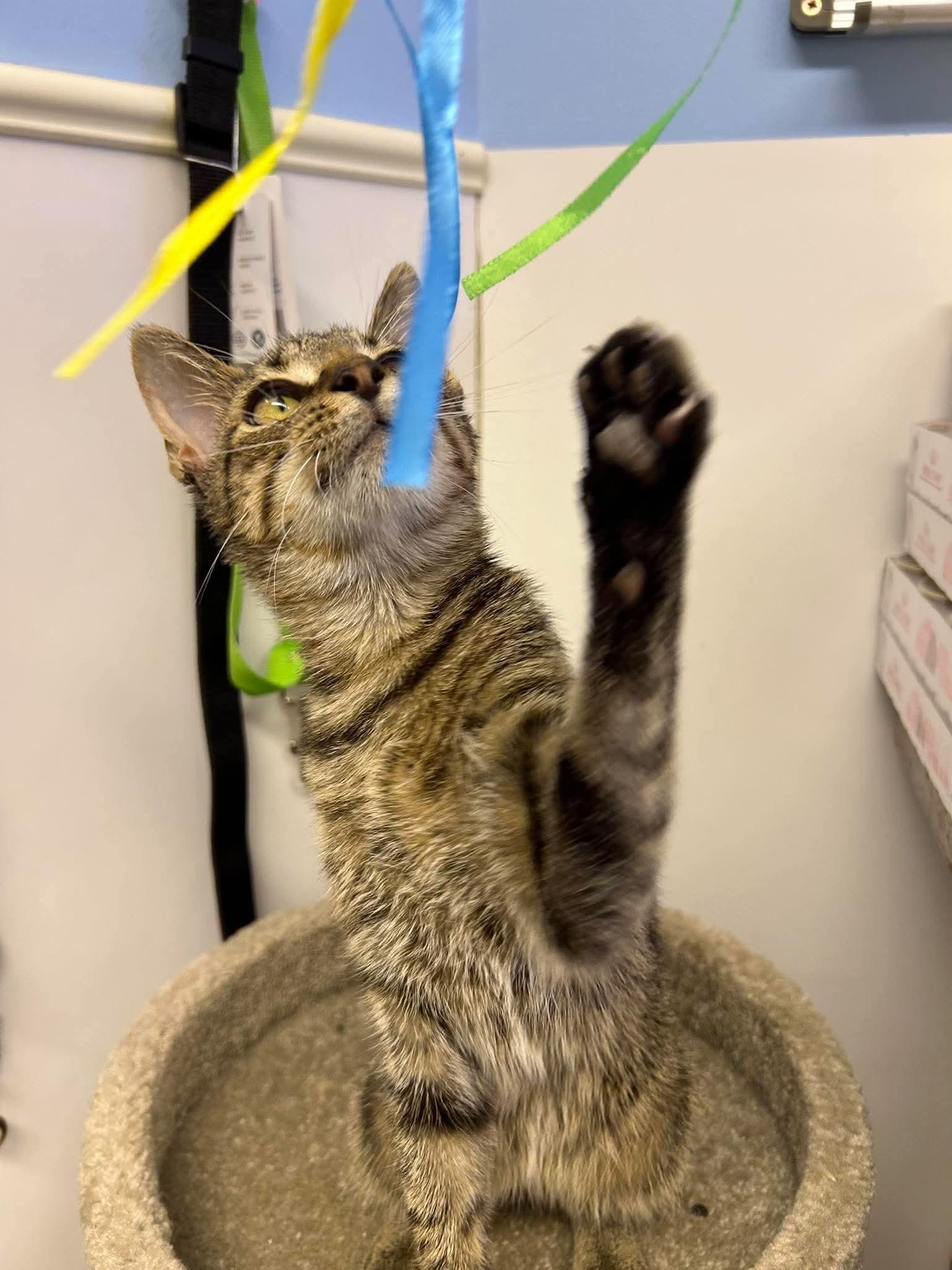 Bones, Adoptable, Young Male Domestic Short Hair.