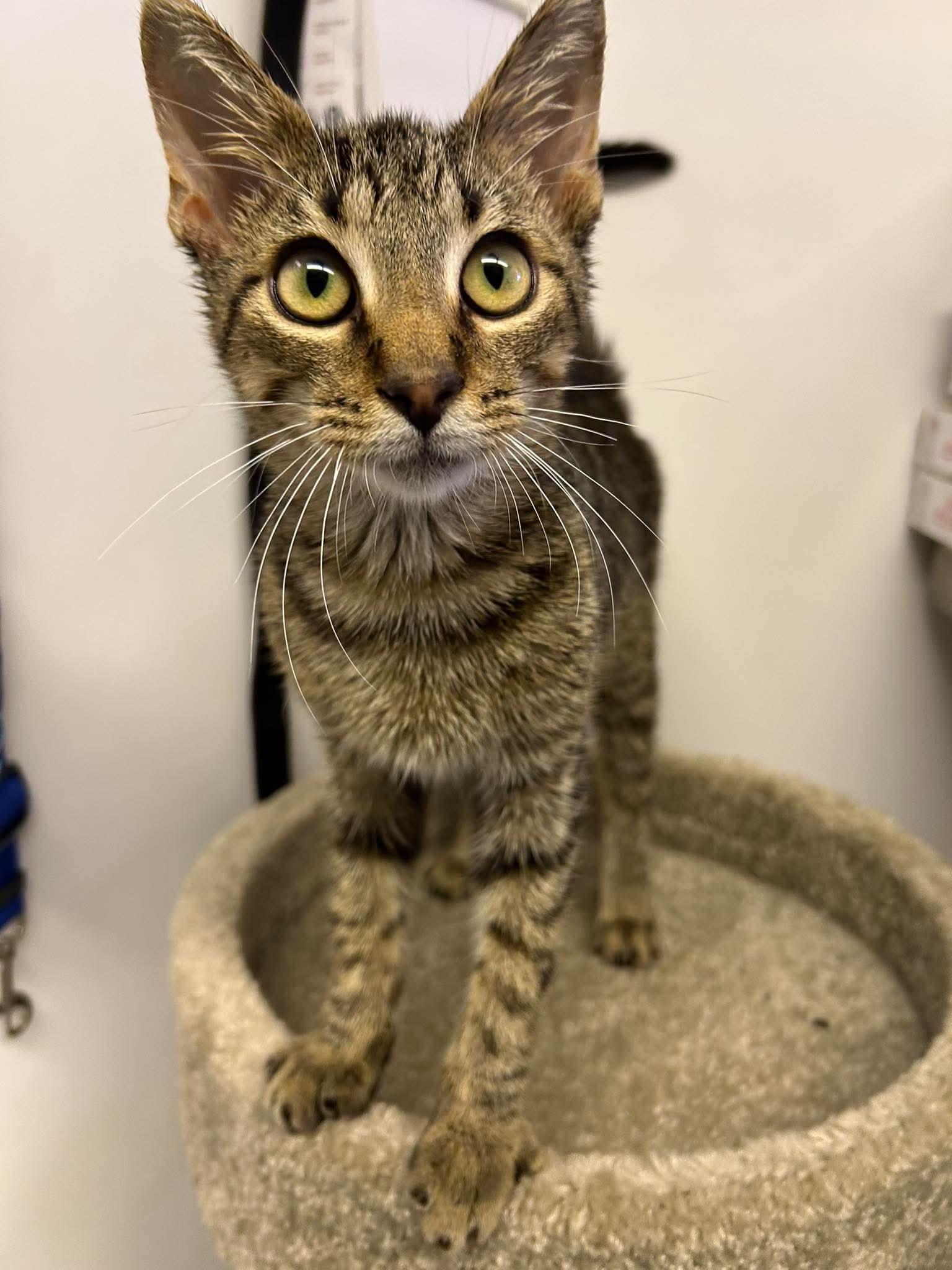 Enlarge Bones, a Adoptable Domestic Short Hair in Steeleville, IL image 2/3
