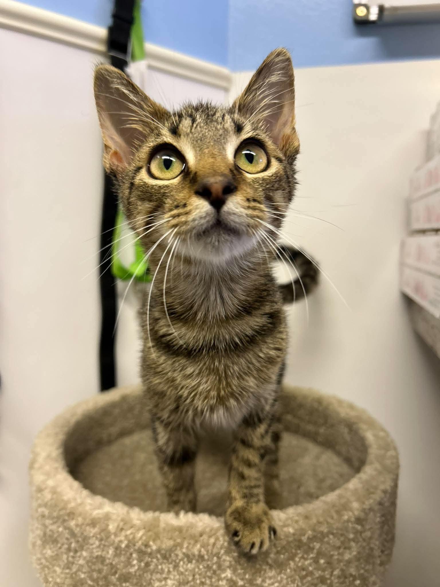 Enlarge Bones, a Adoptable Domestic Short Hair in Steeleville, IL image 3/3