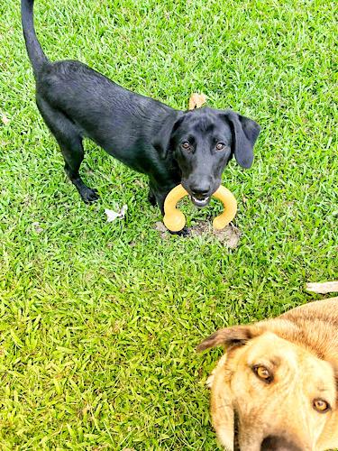 Enlarge Denver 9, an adopted Black Labrador Retriever in Killingworth, CT image 4/5