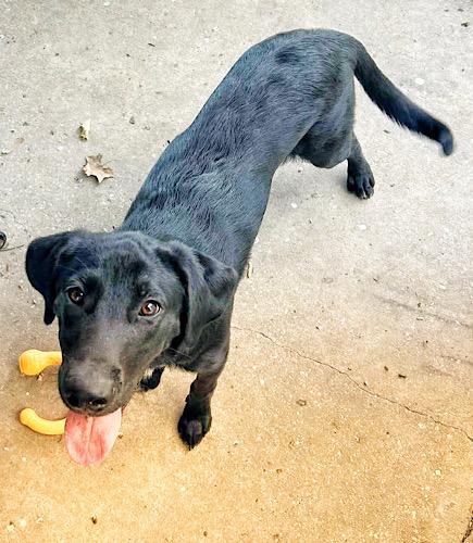 Enlarge Denver 9, an adopted Black Labrador Retriever in Killingworth, CT image 2/5