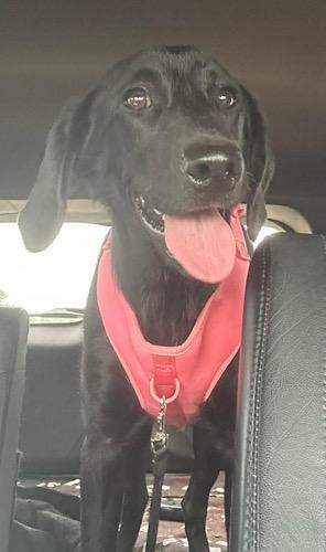 Enlarge Denver 9, an adopted Black Labrador Retriever in Killingworth, CT image 1/5