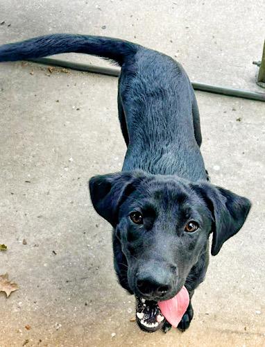 Enlarge Denver 9, an adopted Black Labrador Retriever in Killingworth, CT image 3/5