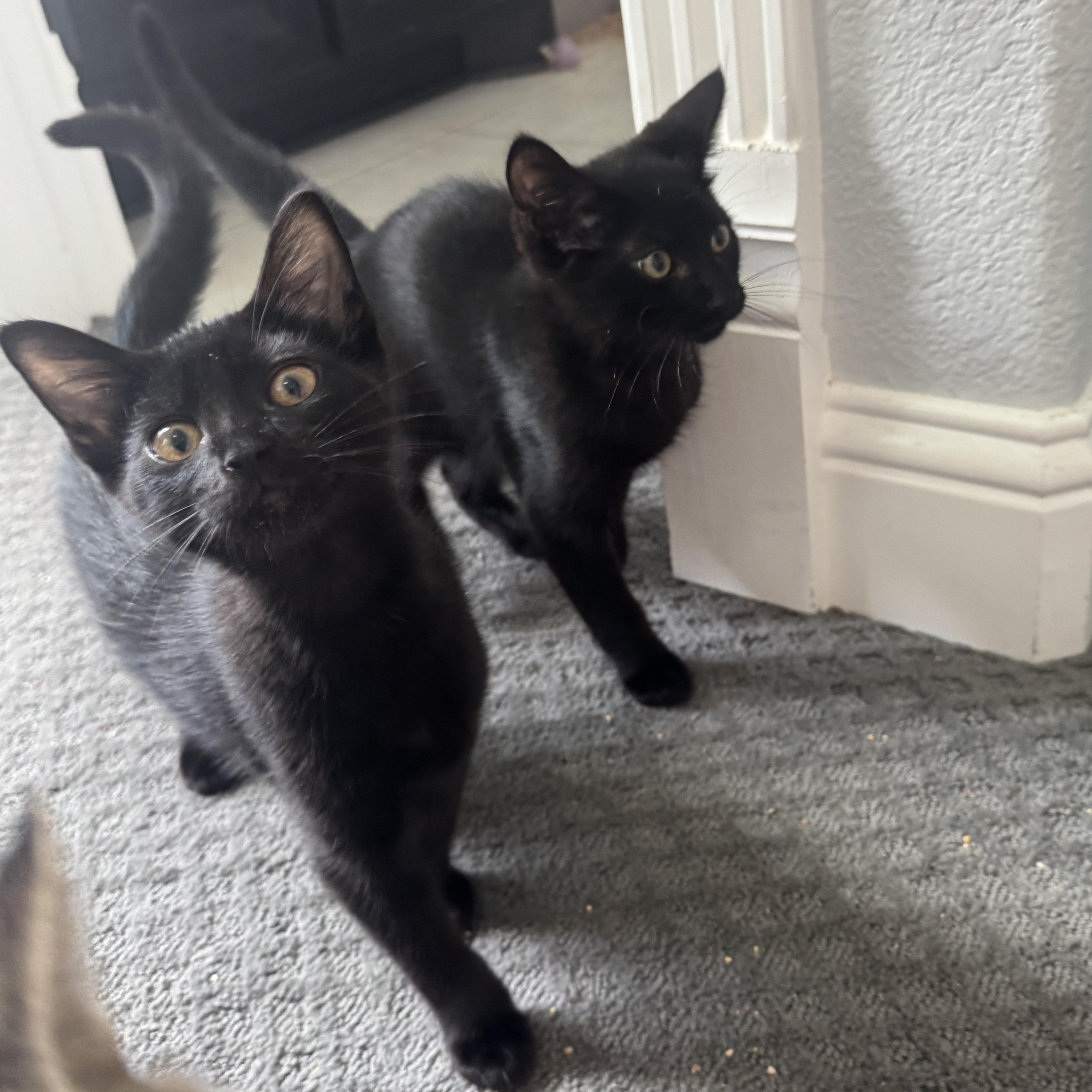 Hershey, Adoptable, Kitten Male Domestic Short Hair.