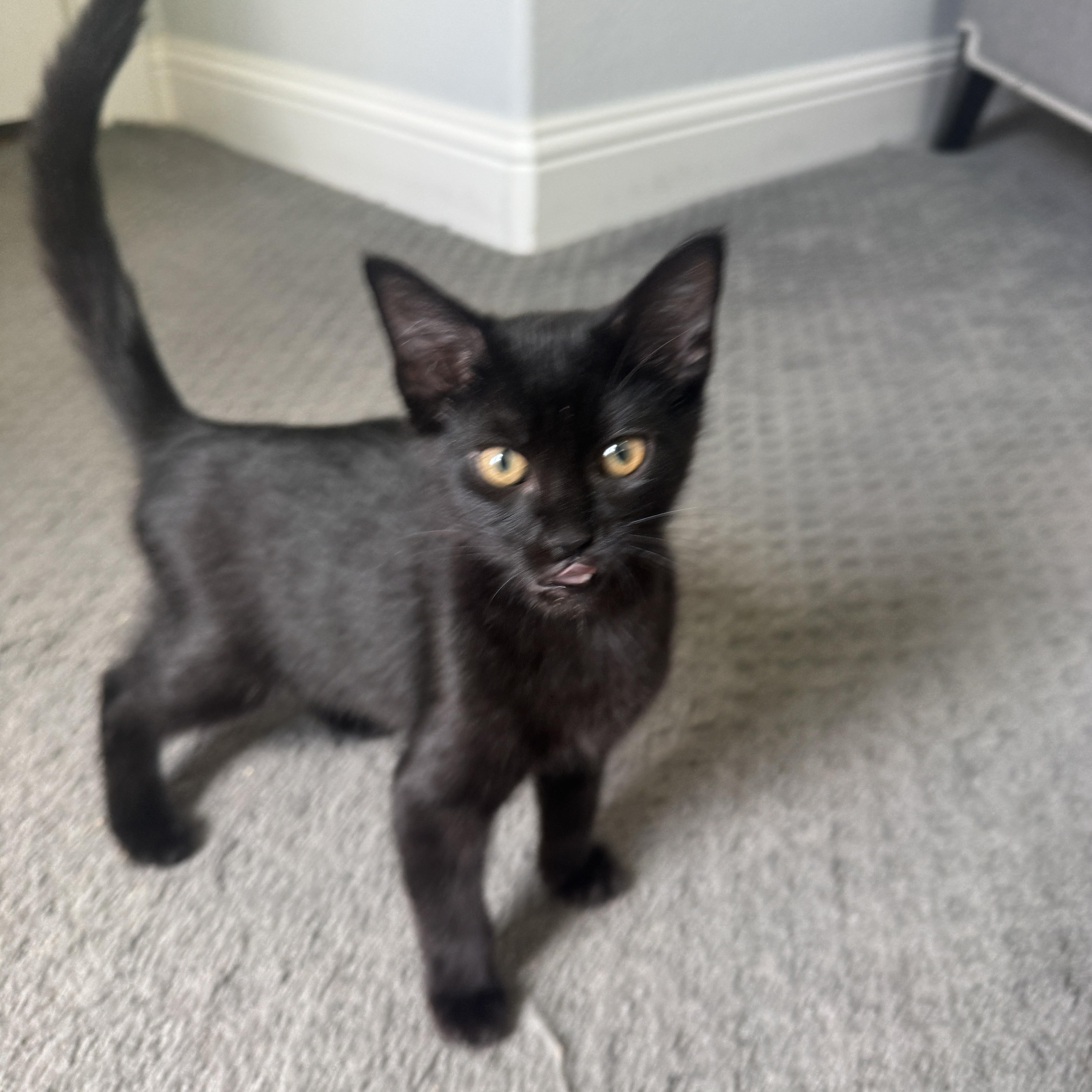 Enlarge Hershey, a Adoptable Domestic Short Hair in Richardson, TX image 2/5