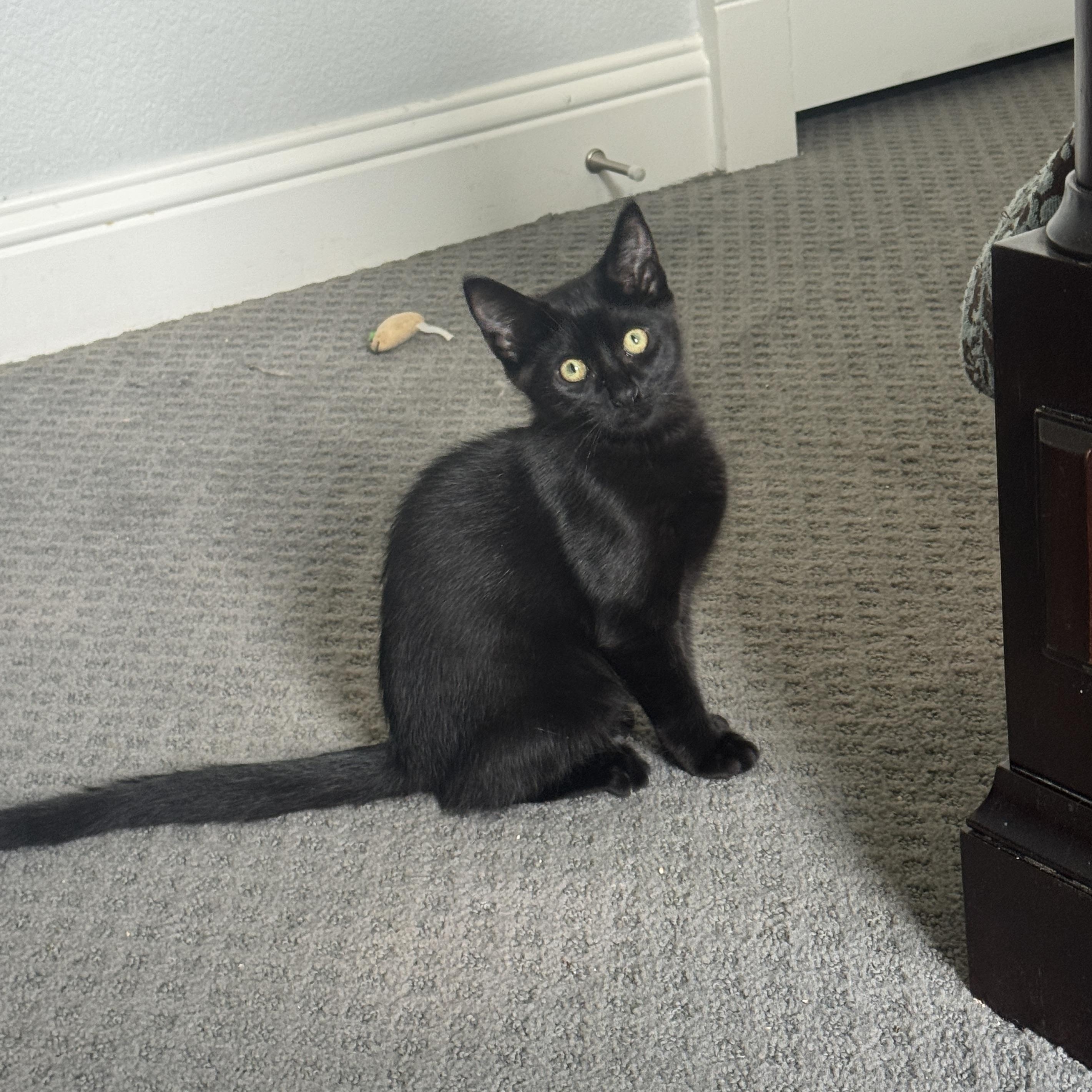 Enlarge Hershey, a Adoptable Domestic Short Hair in Richardson, TX image 3/5