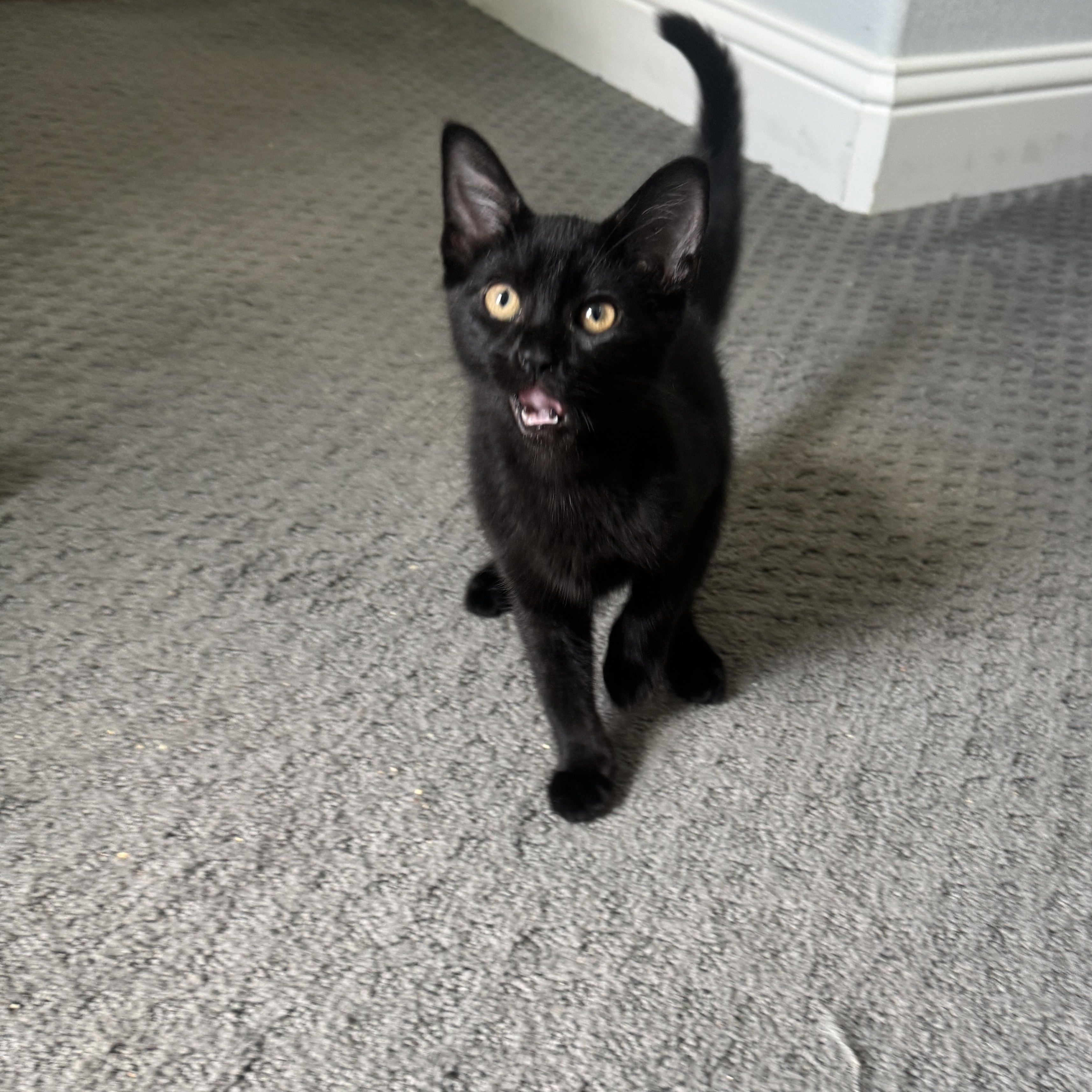 Enlarge Hershey, a Adoptable Domestic Short Hair in Richardson, TX image 4/5