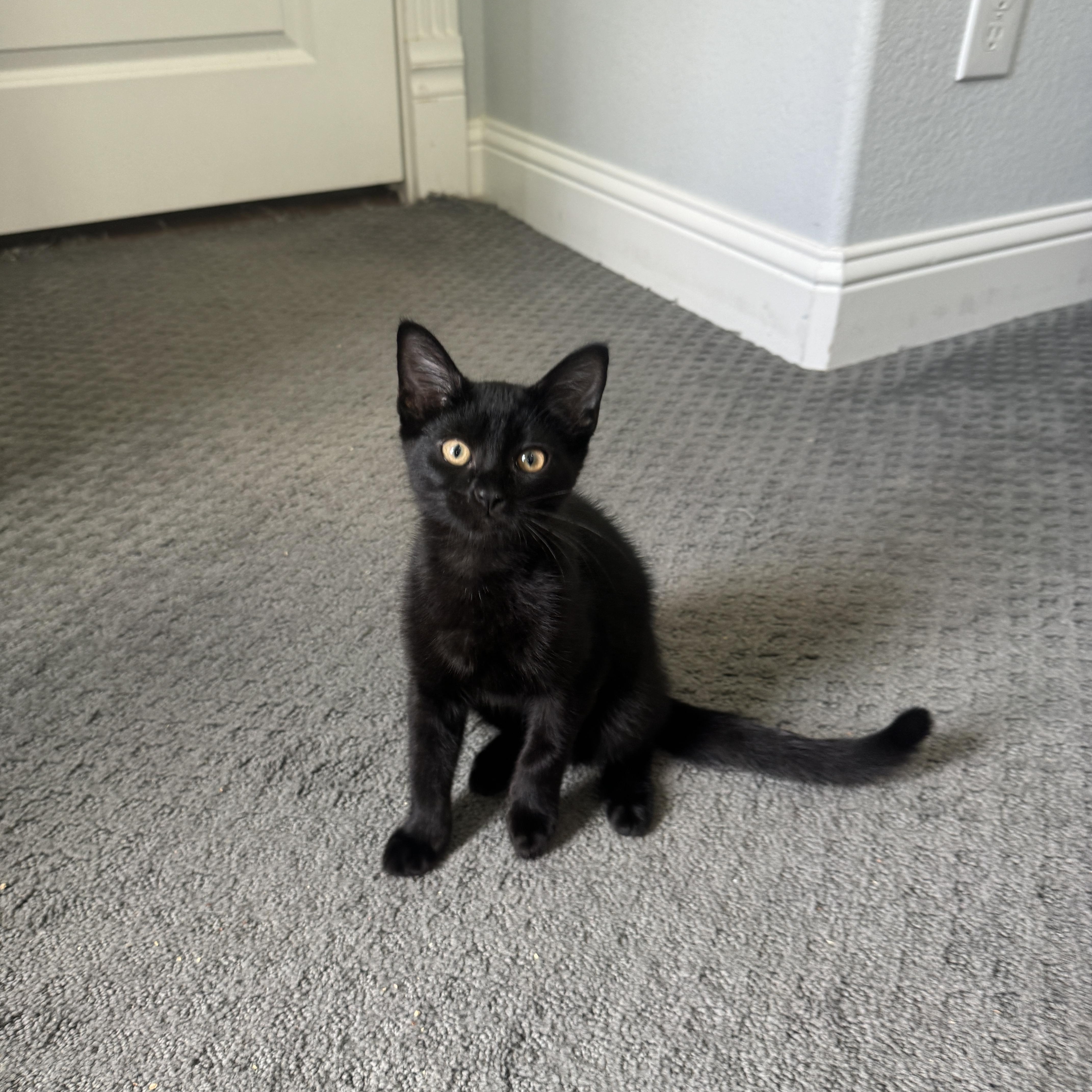 Enlarge Hershey, a Adoptable Domestic Short Hair in Richardson, TX image 5/5