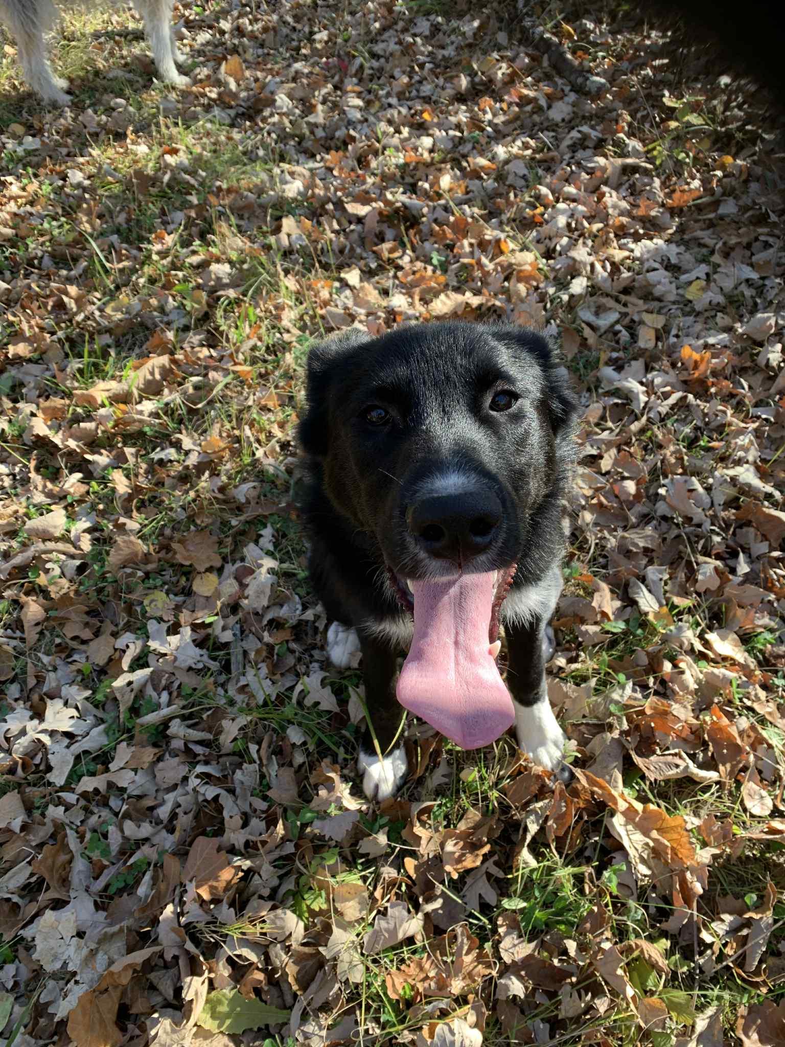 Enlarge Onyx, an adopted mixed breed in Winnipeg, MB image 1/5