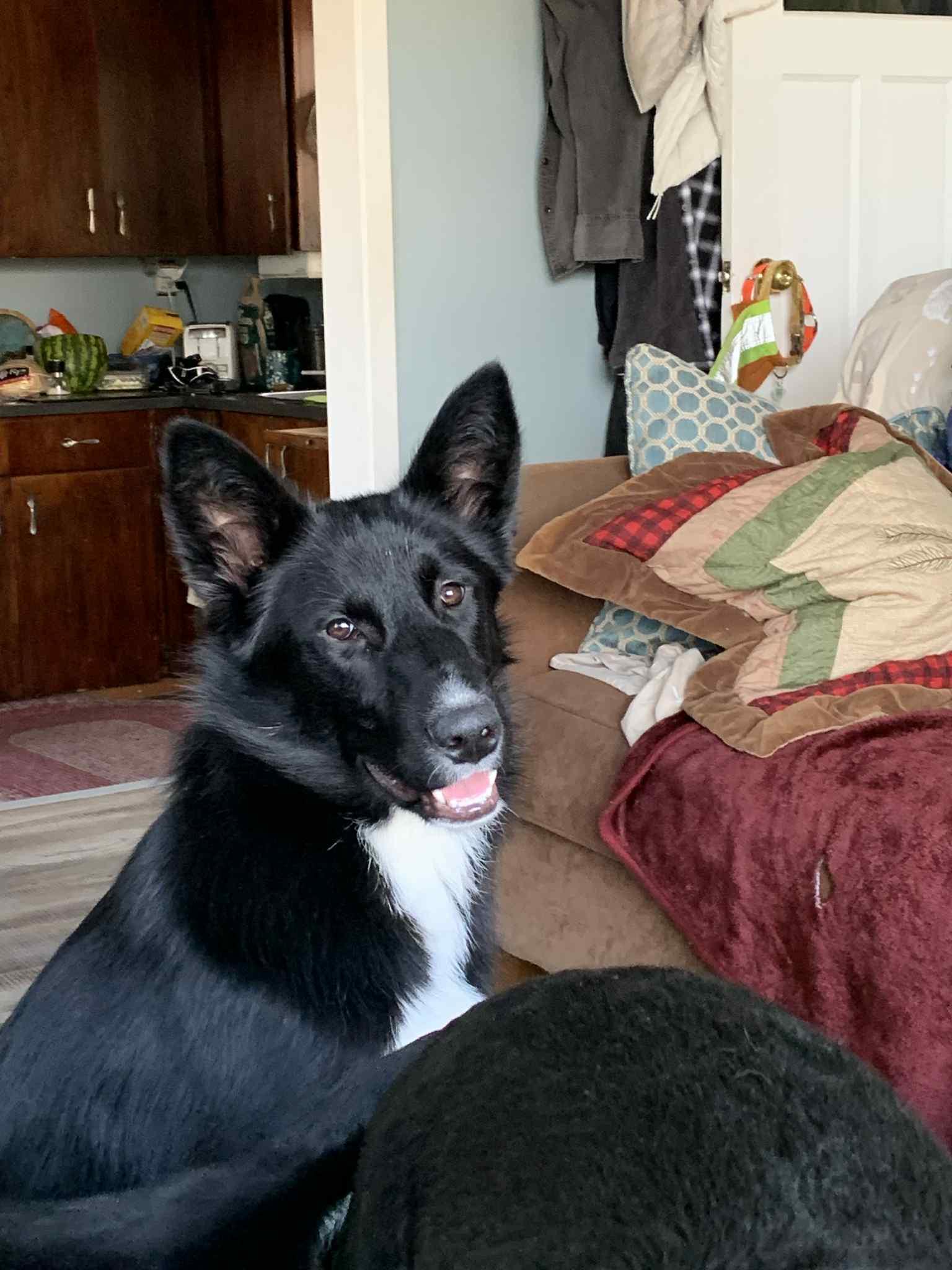 Enlarge Onyx, an adopted mixed breed in Winnipeg, MB image 3/5