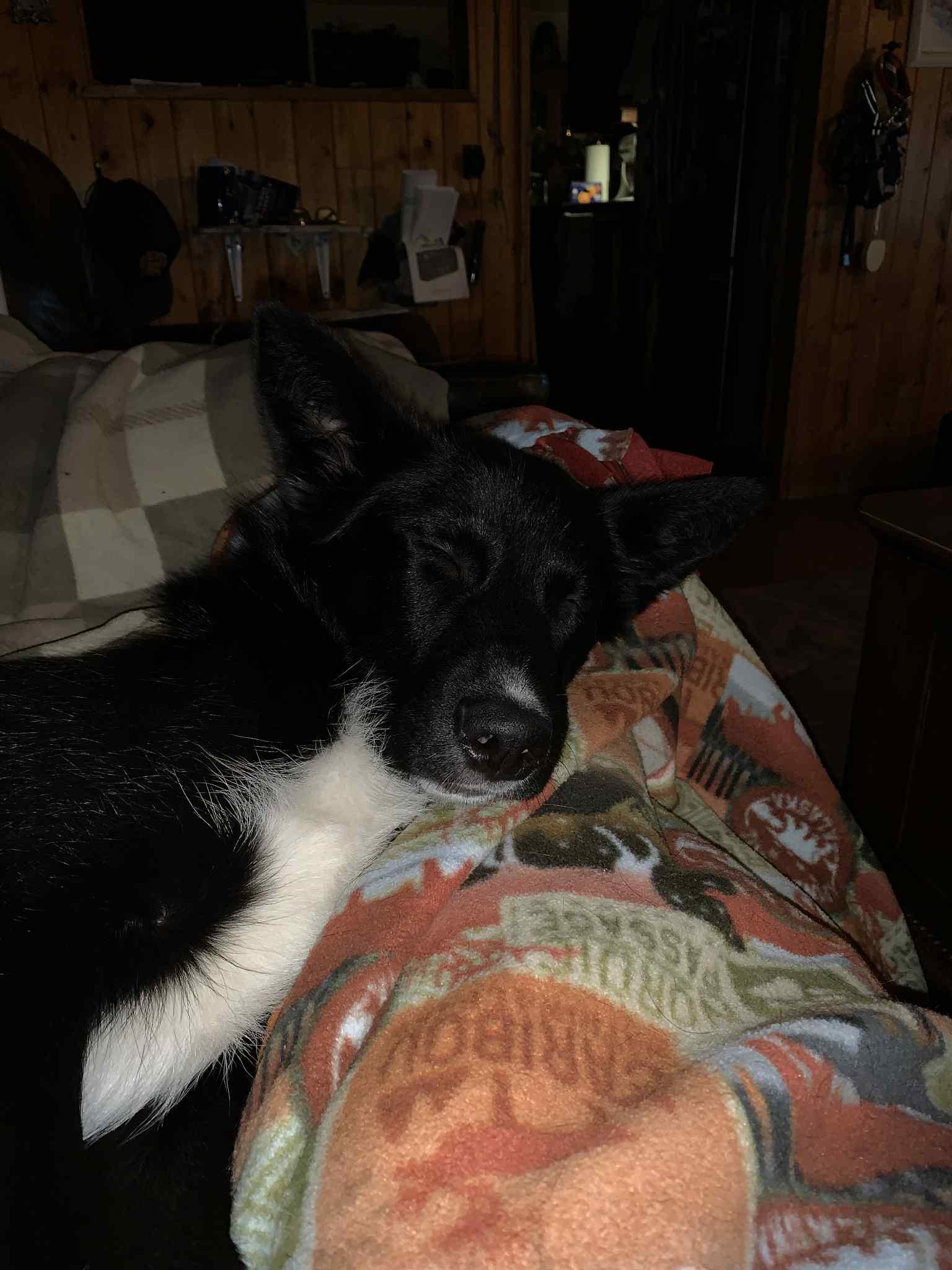 Enlarge Onyx, an adopted mixed breed in Winnipeg, MB image 5/5