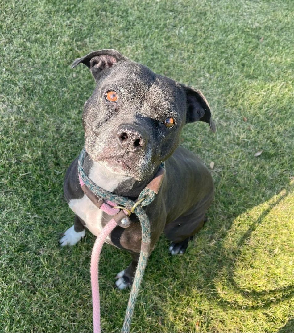 Sugar, a Adoptable mixed breed image 6/6