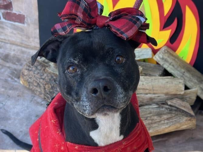 Sugar, a Adoptable mixed breed image 2/6