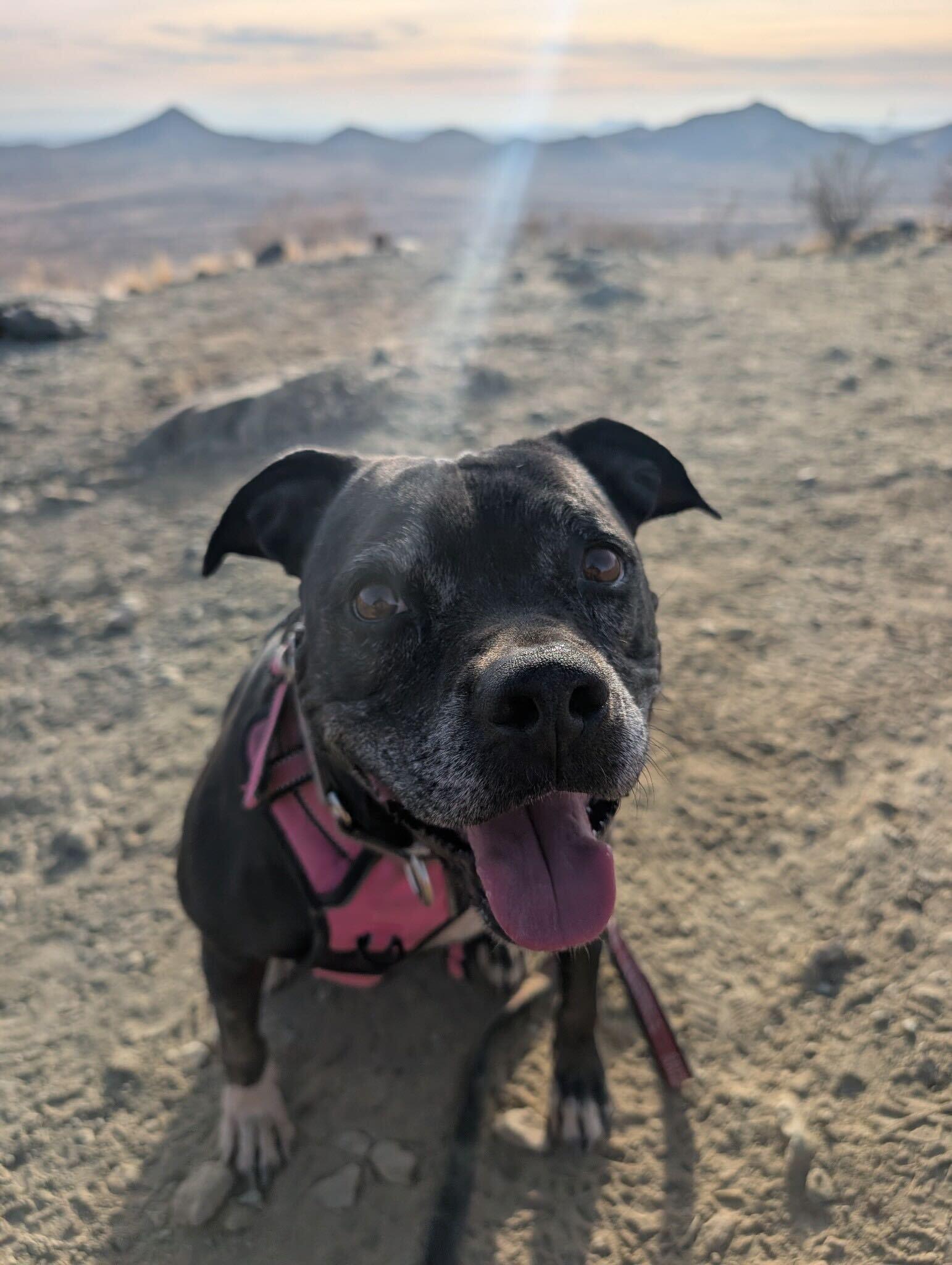 Sugar, a Adoptable mixed breed image 1/6