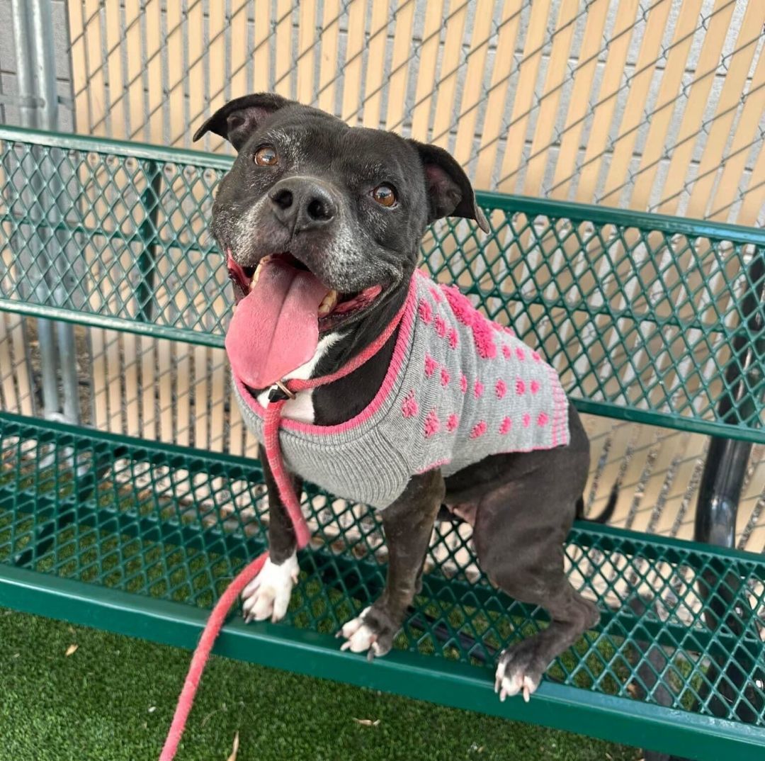 Sugar, a Adoptable mixed breed image 4/6