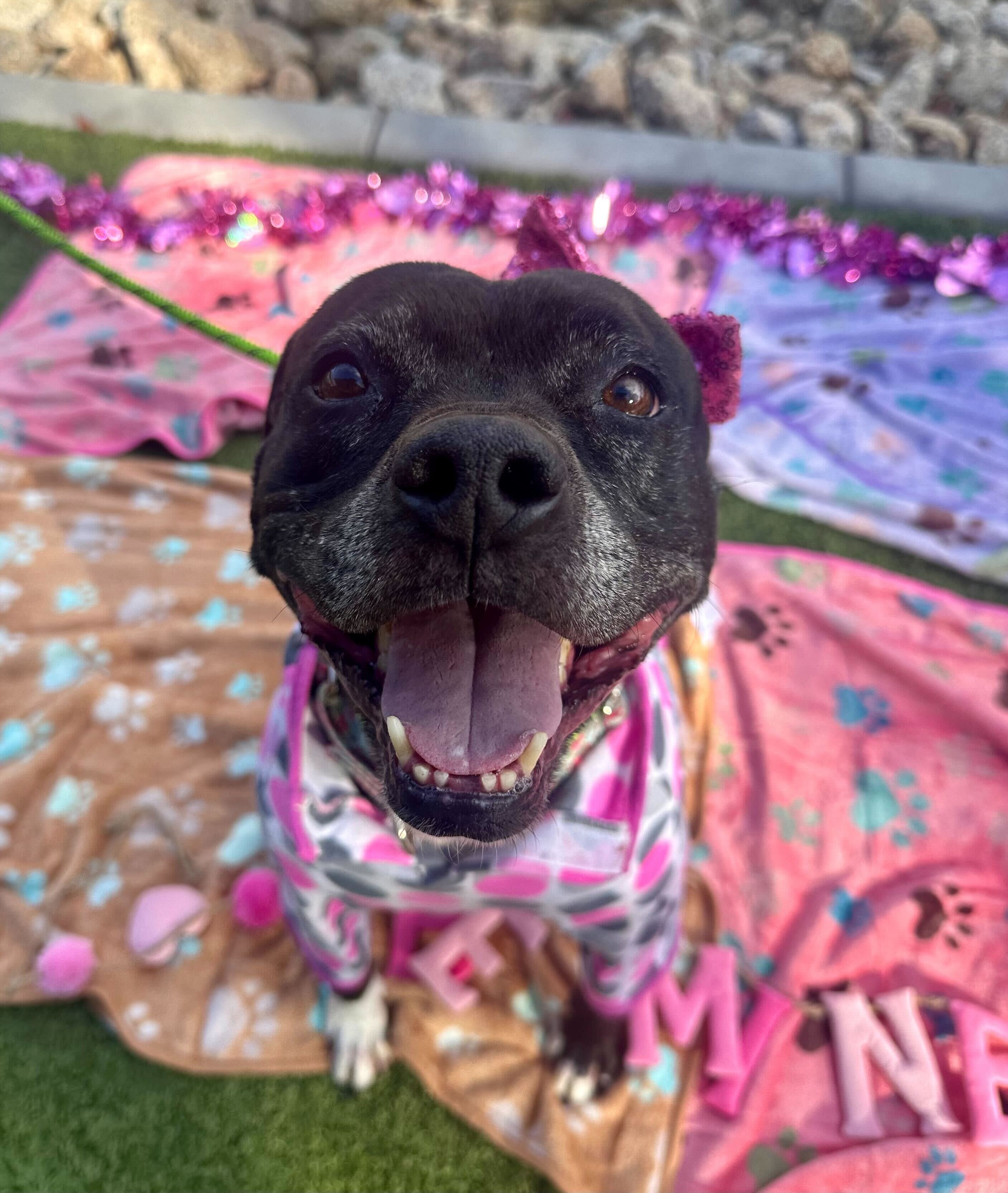 Sugar, a Adoptable mixed breed image 3/6