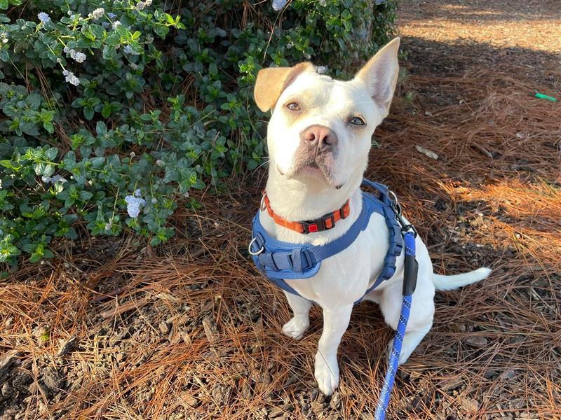 Flip Flop, Adoptable, Adult Male Beagle & French Bulldog.