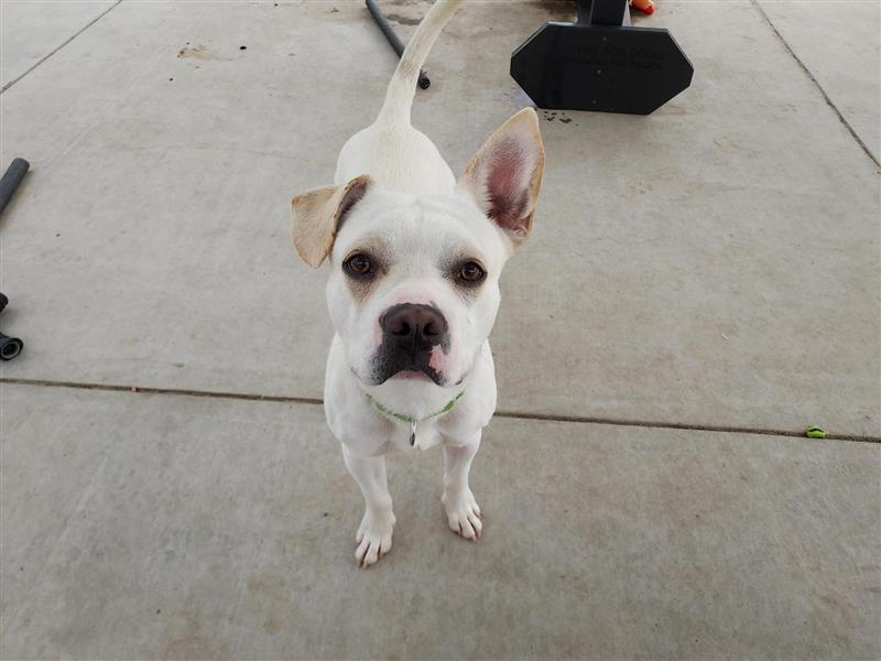 Flip Flop, a Adoptable mixed breed in Elk Grove, CA image 1/3