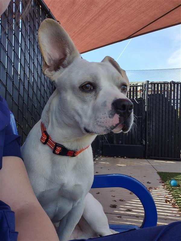 Flip Flop, a Adoptable mixed breed in Elk Grove, CA image 3/3