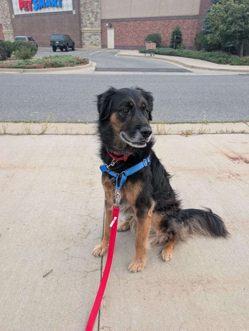 Enlarge Makar, a Adoptable mixed breed in Westminster, CO image 1/6