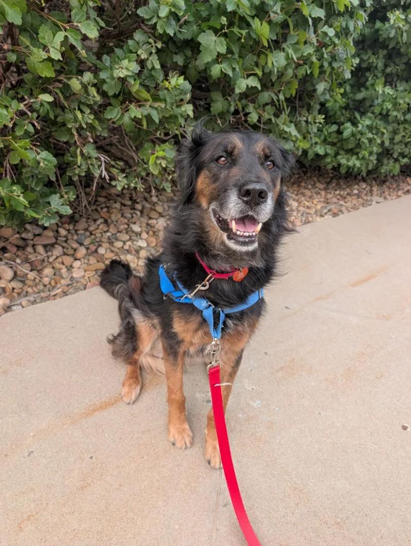 Enlarge Makar, a Adoptable mixed breed in Westminster, CO image 2/6