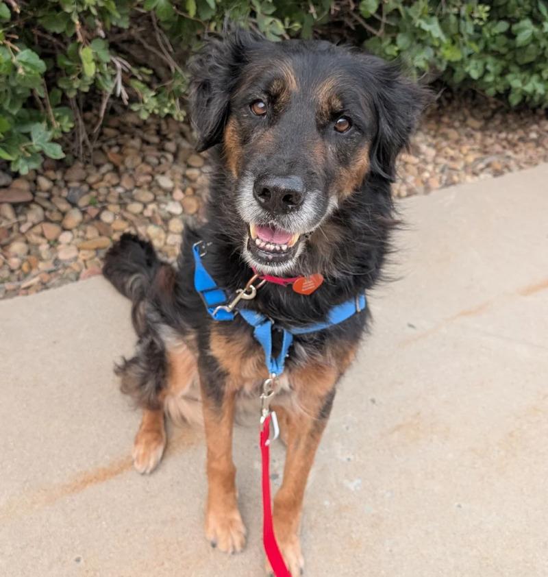 Enlarge Makar, a Adoptable mixed breed in Westminster, CO image 3/6