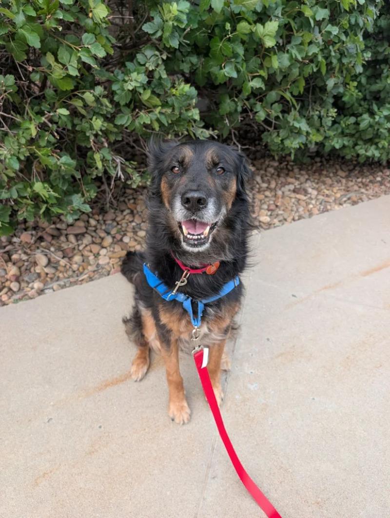 Enlarge Makar, a Adoptable mixed breed in Westminster, CO image 4/6