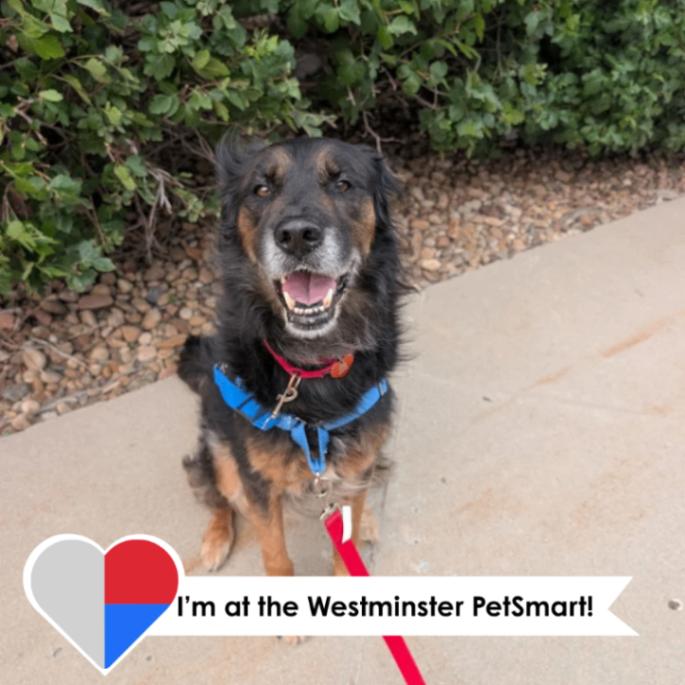 Enlarge Makar, a Adoptable mixed breed in Westminster, CO image 5/6