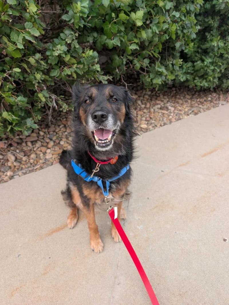 Enlarge Makar, a Adoptable mixed breed in Westminster, CO image 6/6