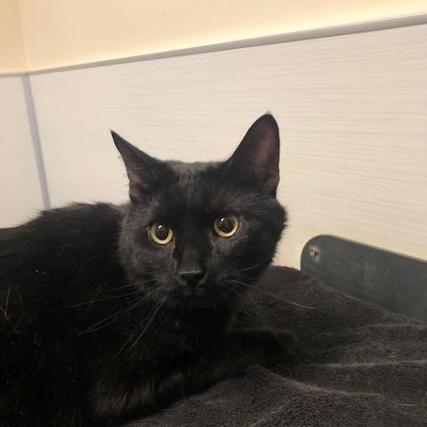 Bruce, Adoptable, Adult Male Domestic Short Hair.