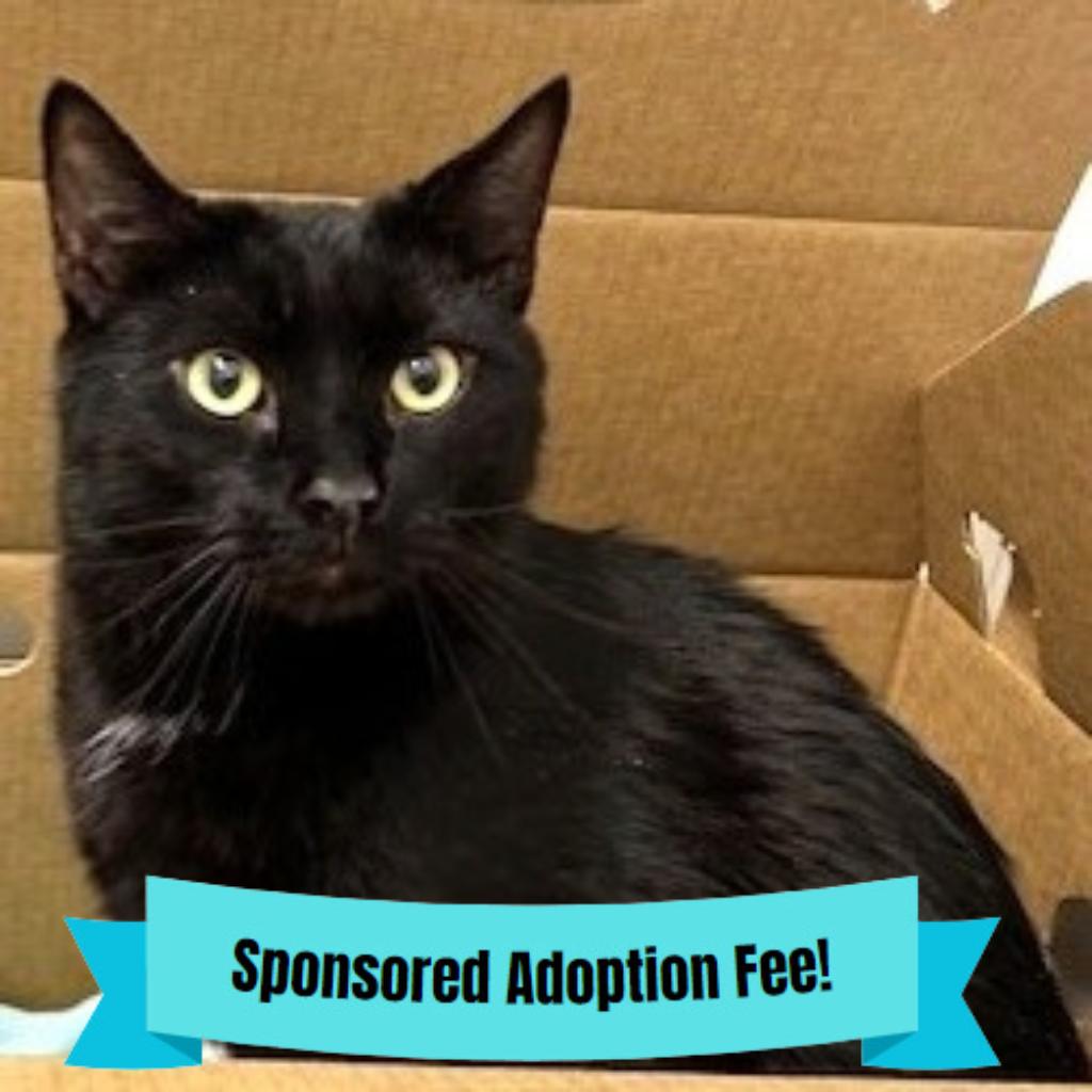 Enlarge Bruce, a Adoptable Domestic Short Hair in Novelty, OH image 2/3