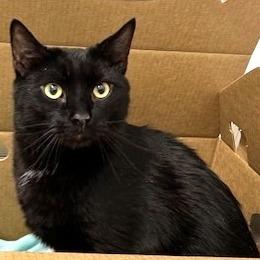 Enlarge Bruce, a Adoptable Domestic Short Hair in Novelty, OH image 3/3