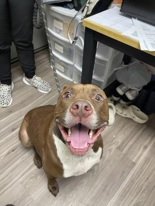 Seven, Adoptable, Puppy Male Labrador Retriever & Mixed Breed.