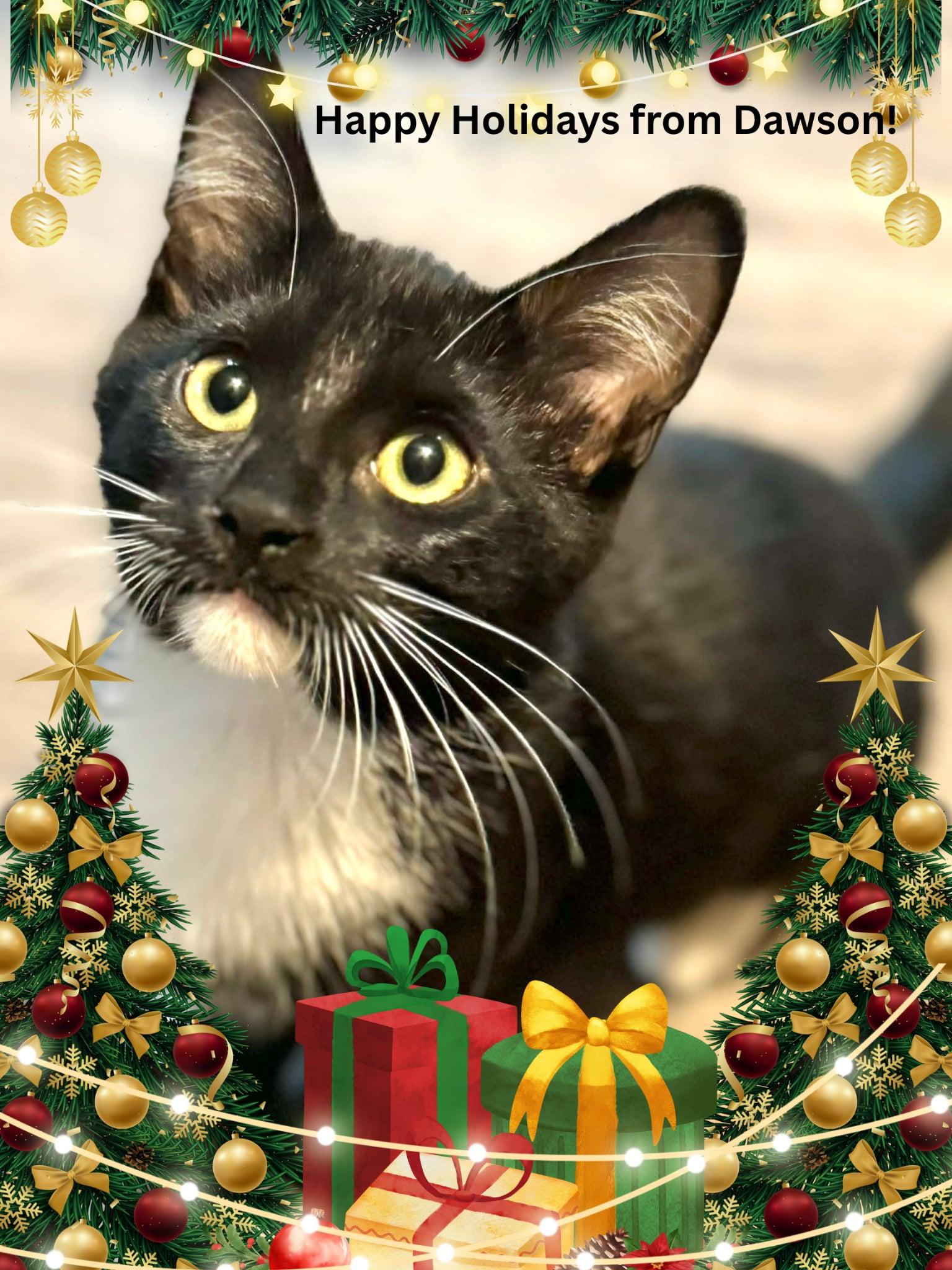 Dawson, ADOPTABLE, Kitten Male Domestic Short Hair.