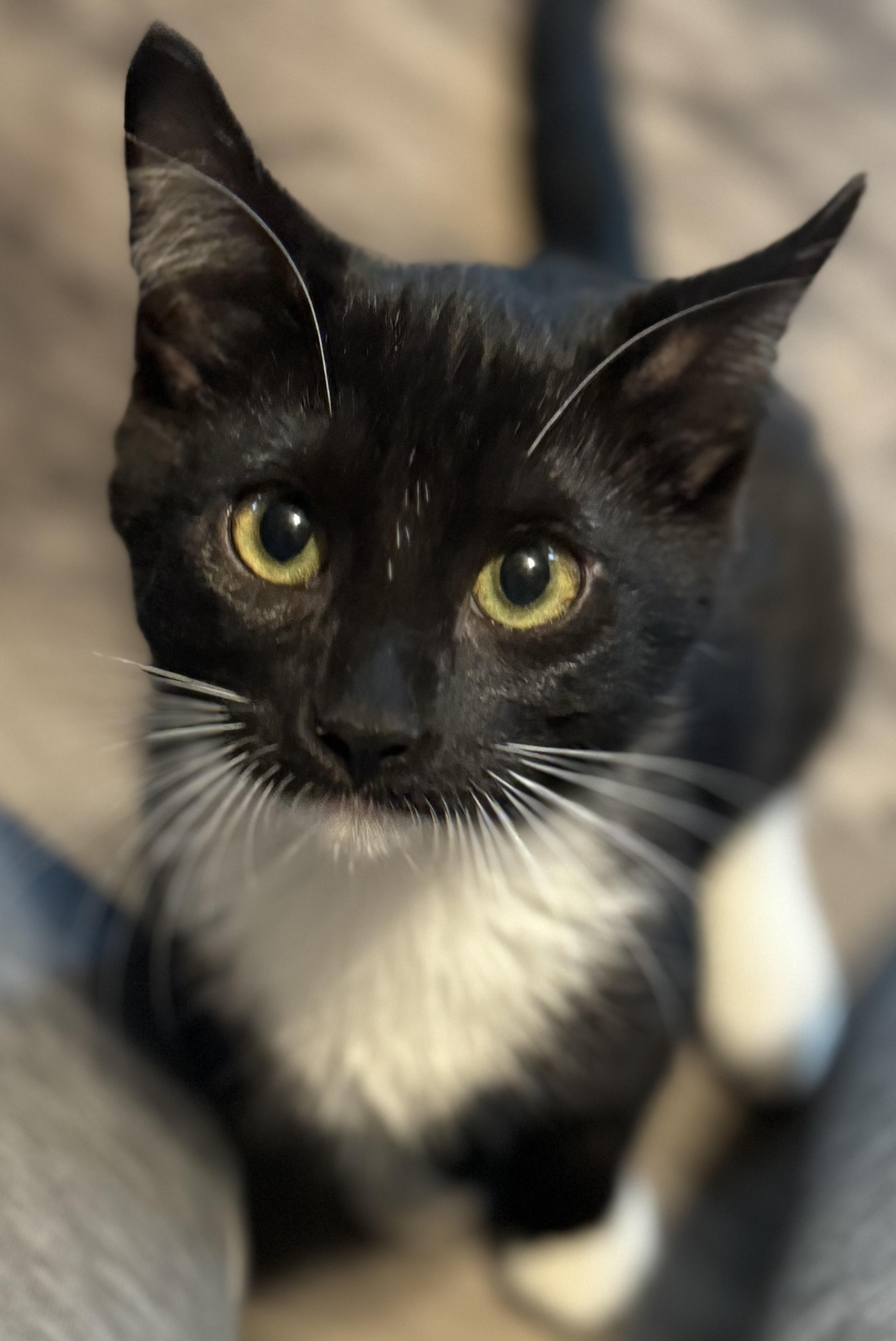 Dawson, a ADOPTABLE Domestic Short Hair in Sedalia, MO image 2/4