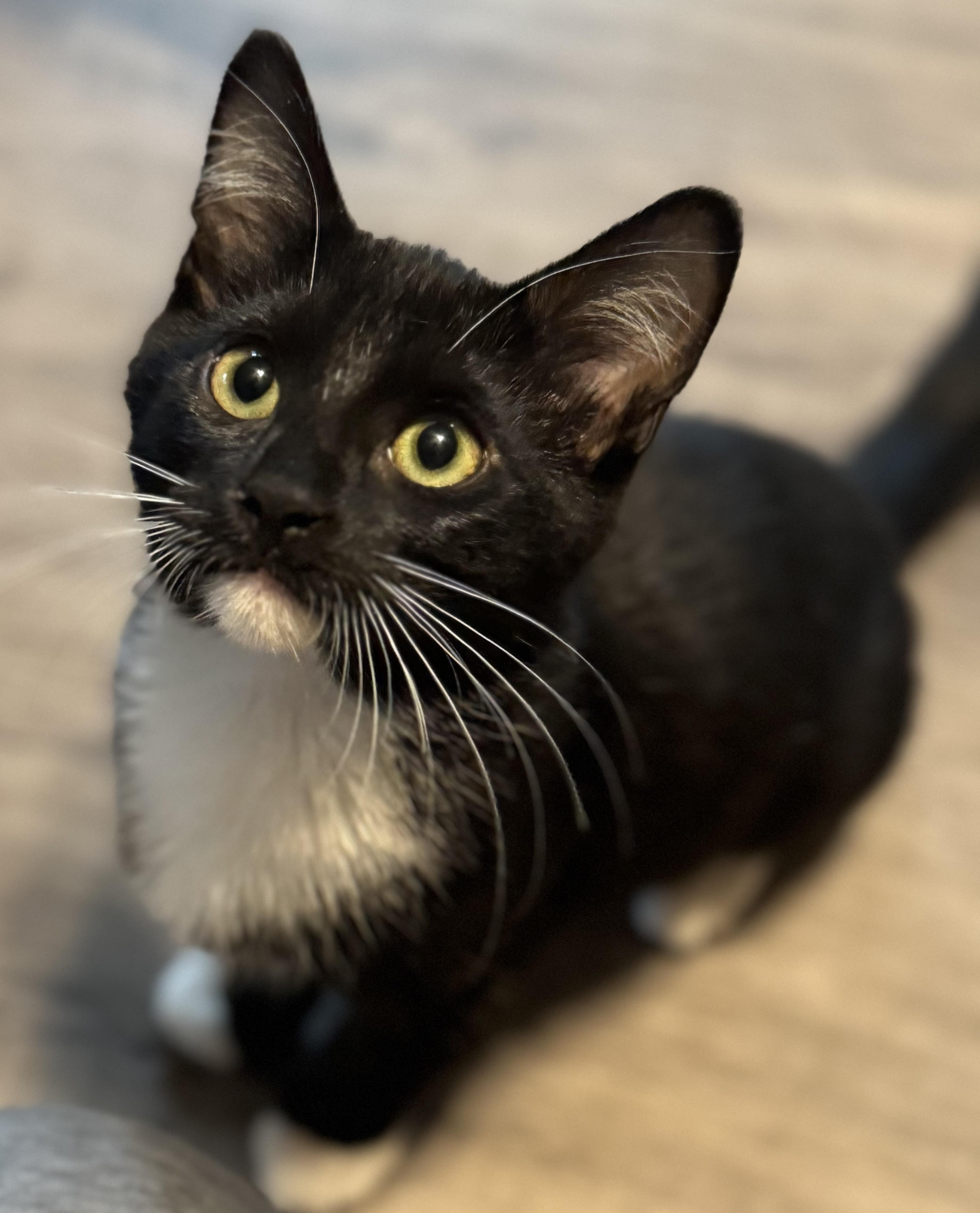 Dawson, a ADOPTABLE Domestic Short Hair in Sedalia, MO image 3/4