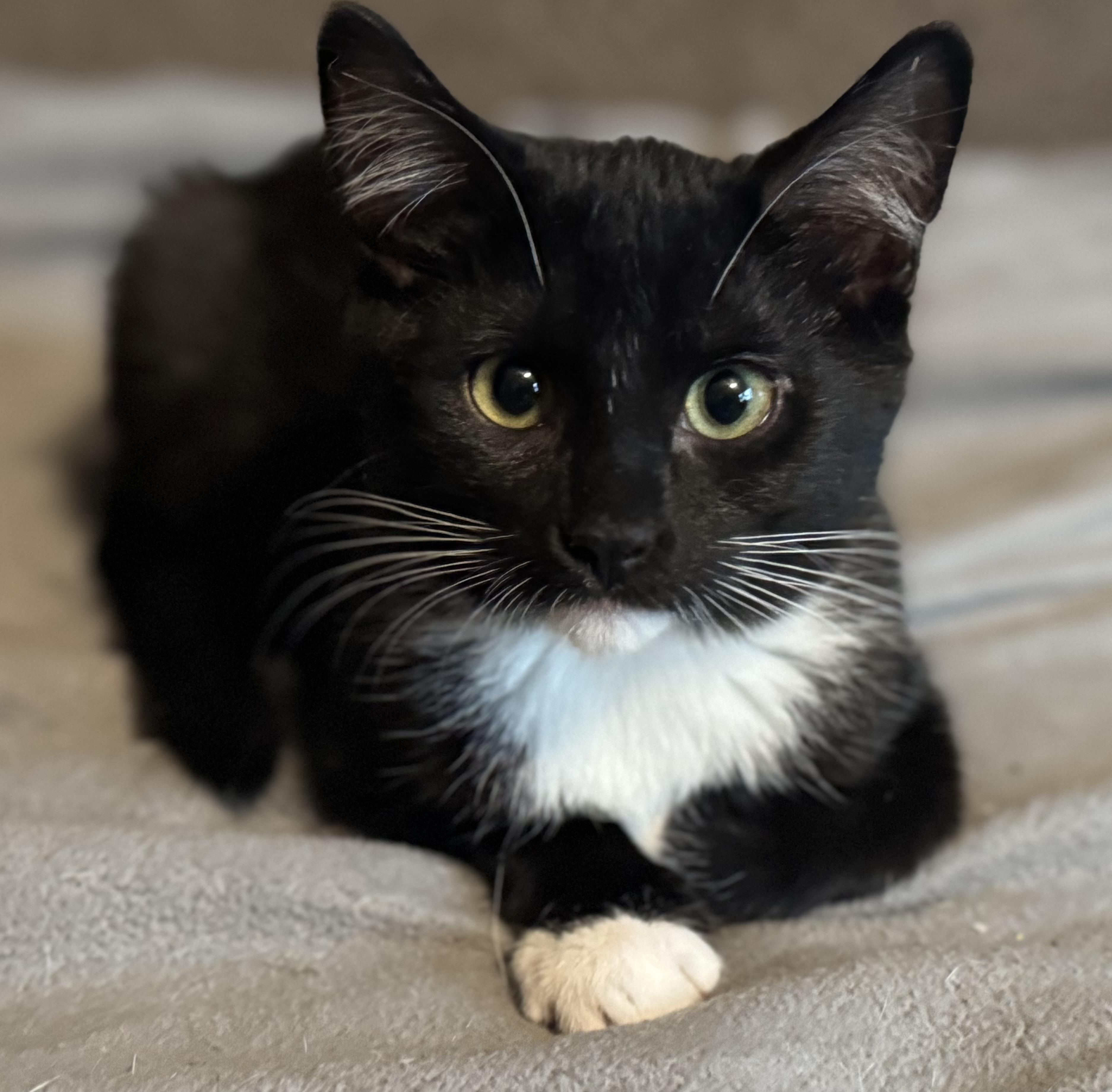 Dawson, a ADOPTABLE Domestic Short Hair in Sedalia, MO image 4/4